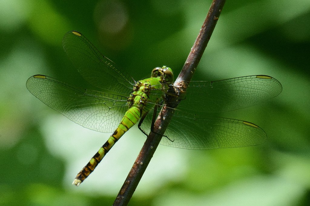 043 2013-06052394 Harvard, MA.JPG - Eastern Pondhawk (Erythemis simplicicollis)(Green Jacket) Dragonfly. Oxbow National Wildlife Refuge, MA, 6-5-2013